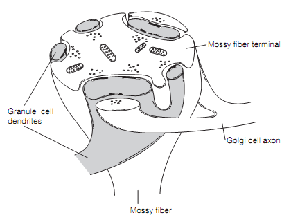 1396_Inputs to the cerebellar cortex 1.png